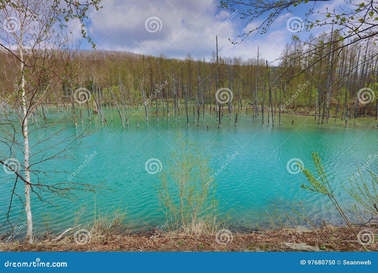 Blauer Teich Bei in Hokkaido, Biei JAPAN Stockfoto Bild von japan