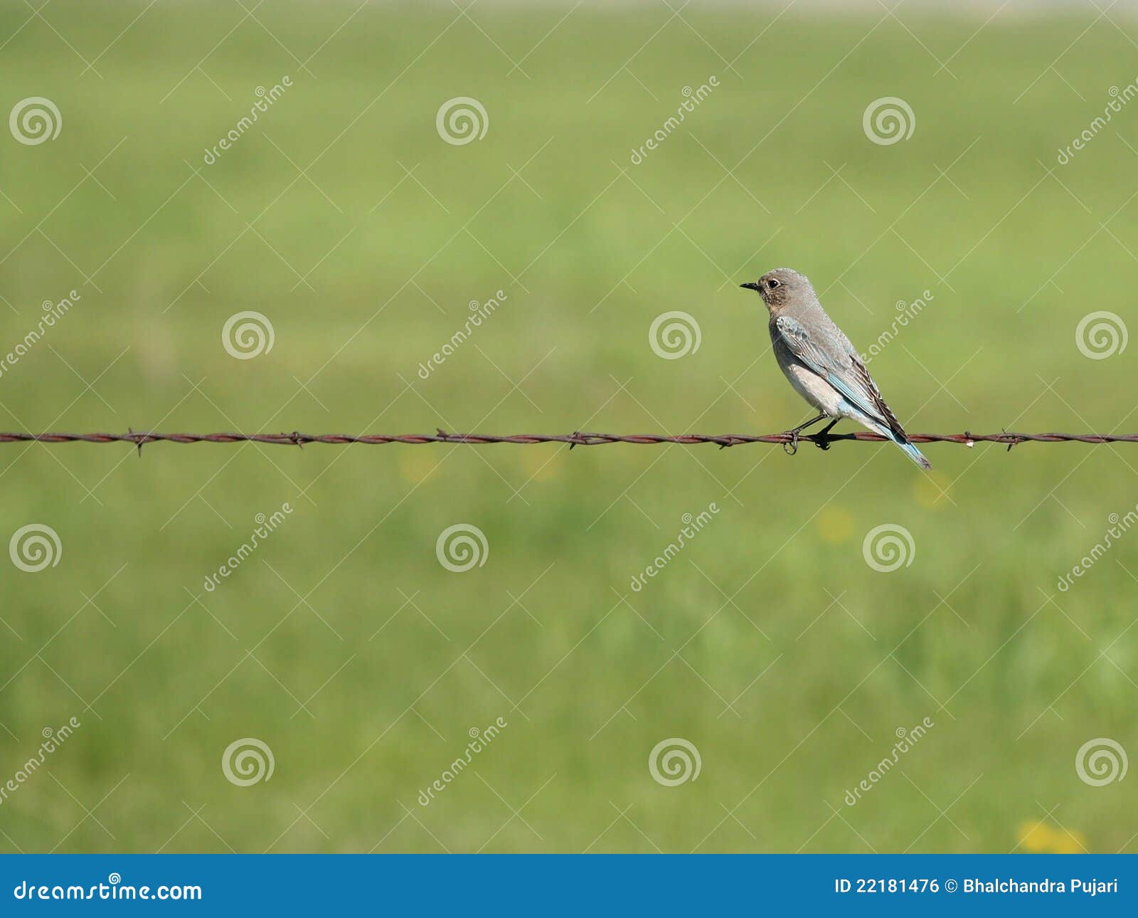 Blauer Vogel auf Zaun stockfoto. Bild von draht, fechten - 22181476