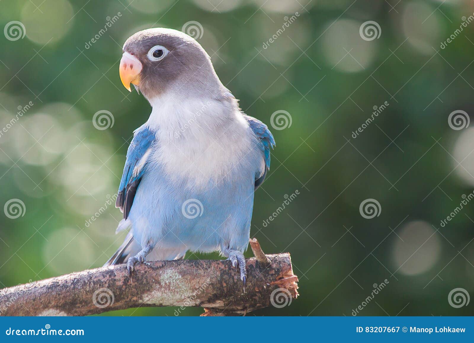 Blauer Wellensittich, Der Auf Dem Baum Im Garten Steht Stockbild Bild