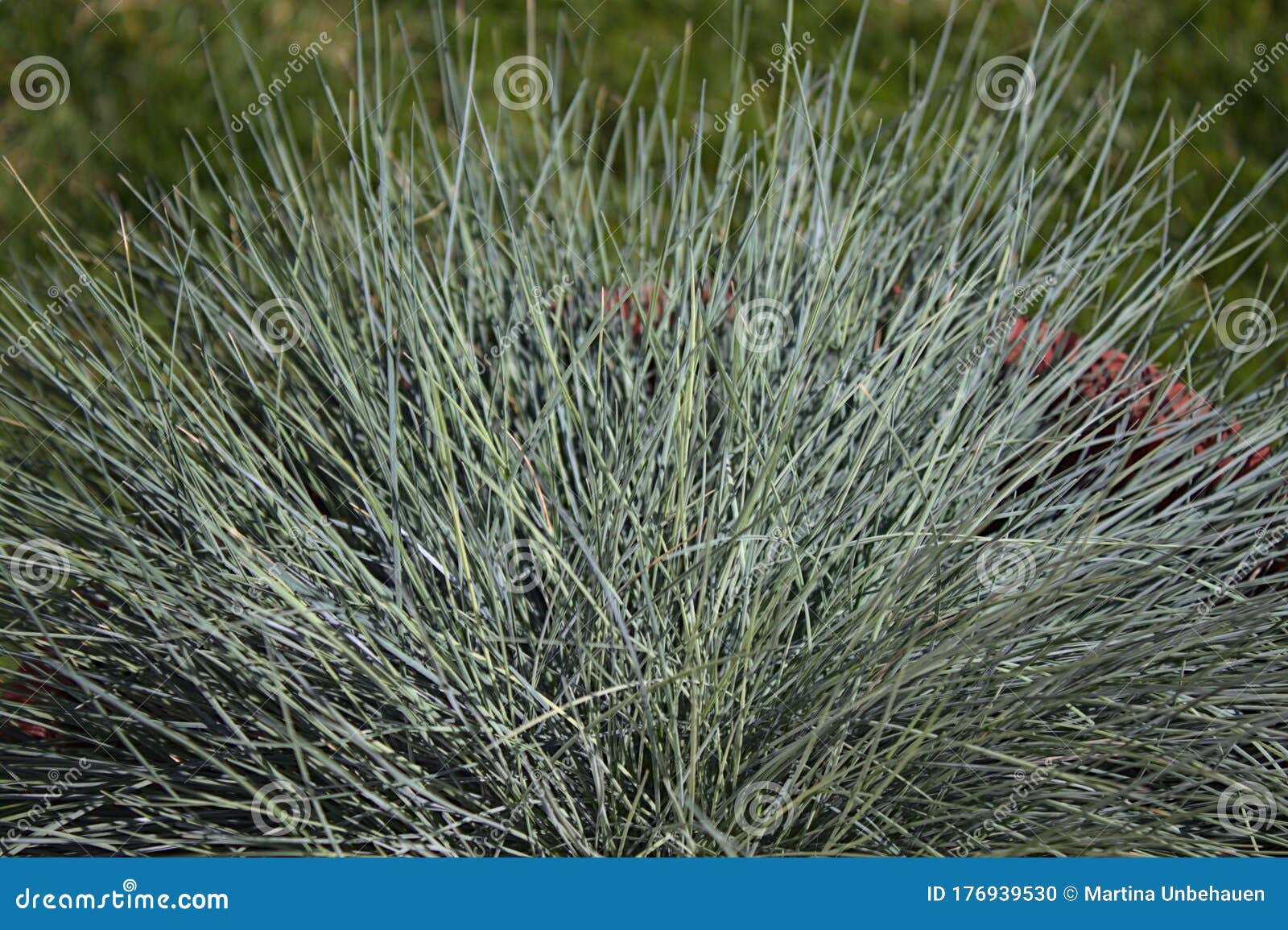 Blauschwingel im Garten stockfoto. Bild von frech, pflanzen 176939530