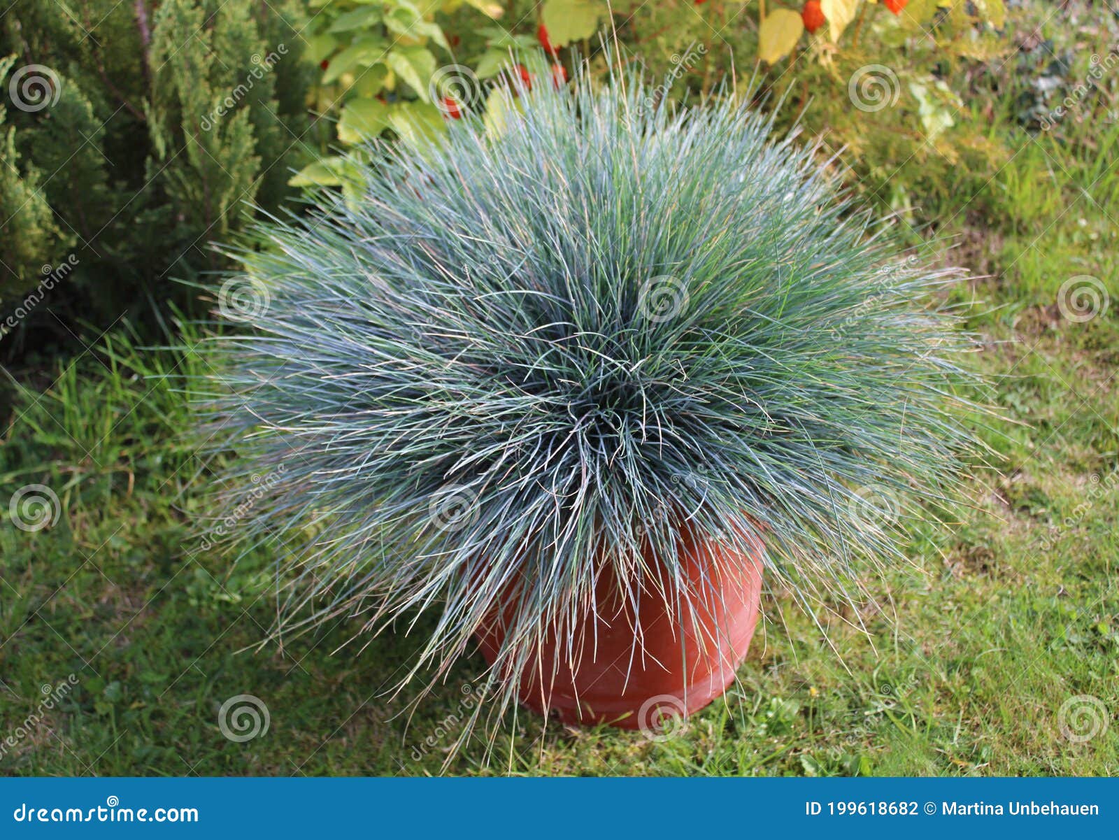 Blauschwingel im Garten stockfoto. Bild von gras, betrieb 199618682