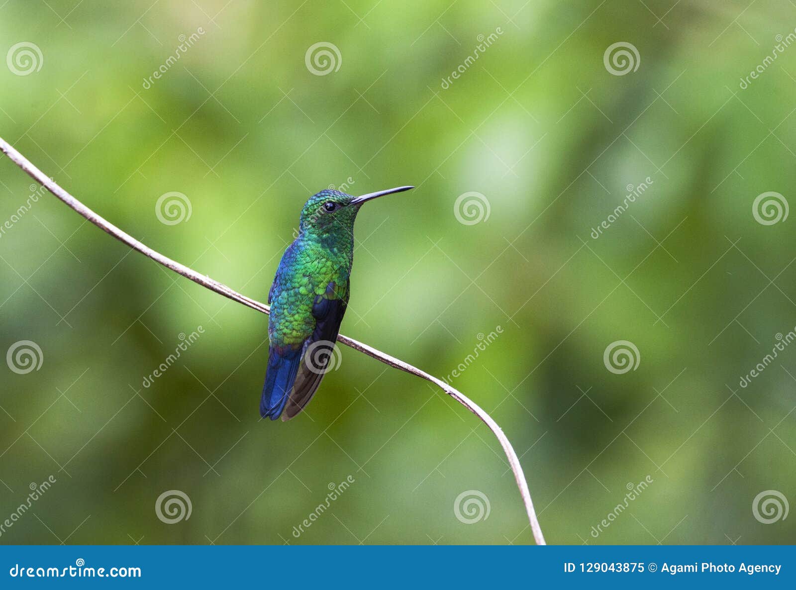 blauwbuikamazilia, steely-vented hummingbird, amazilia saucerottei