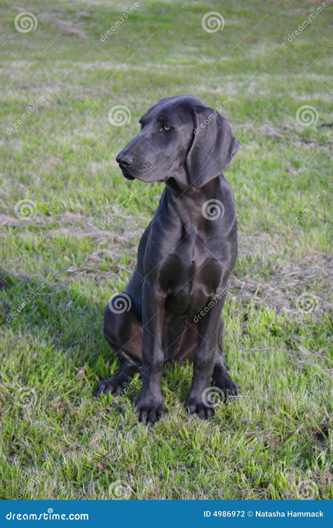 Blauwe hond Weimaraner stock foto. geduld, - 4986972