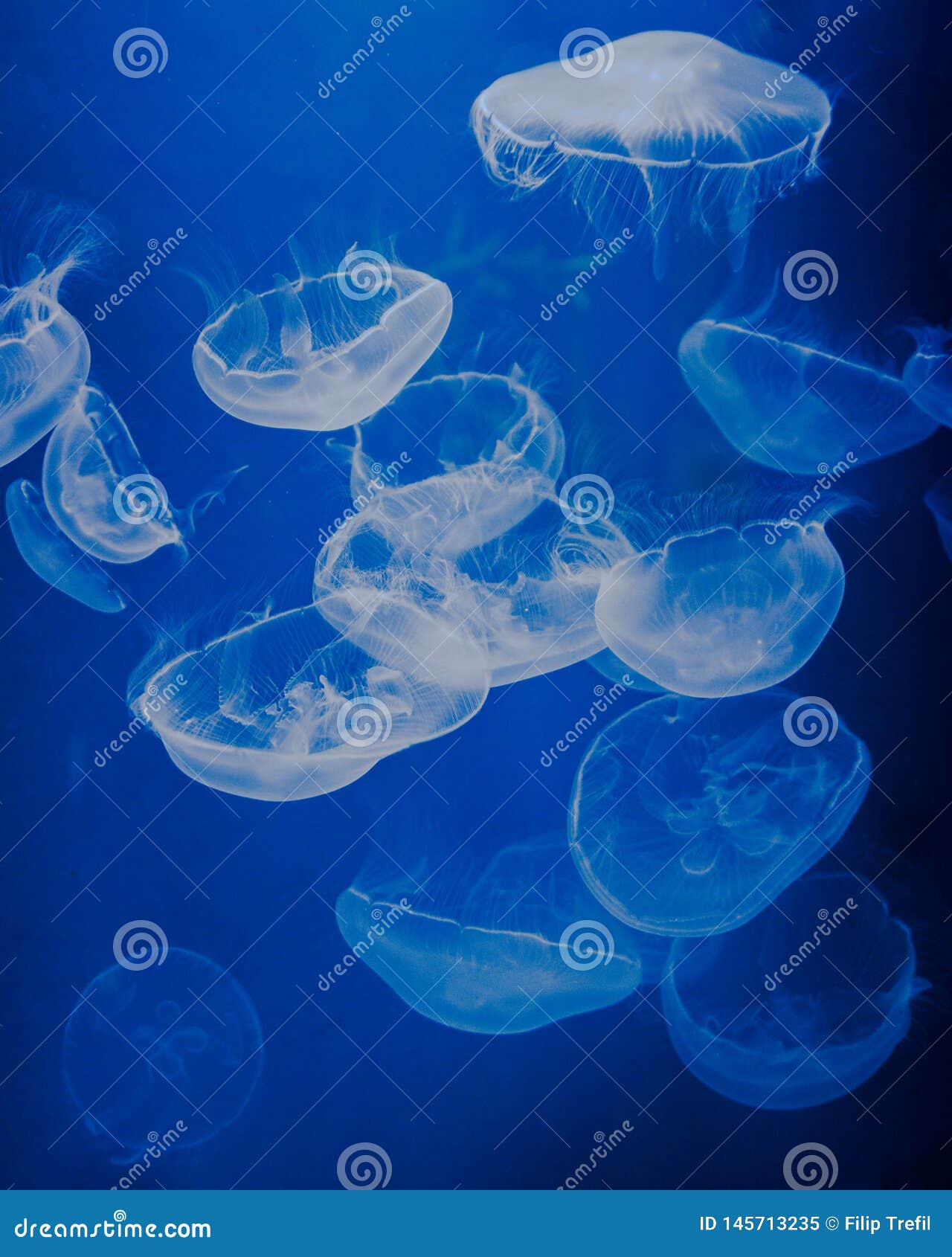 Blauwe medusas in een aquarium. Indrukwekkend kijk dankzij mooi blauw kleuren en hoogtecontrast