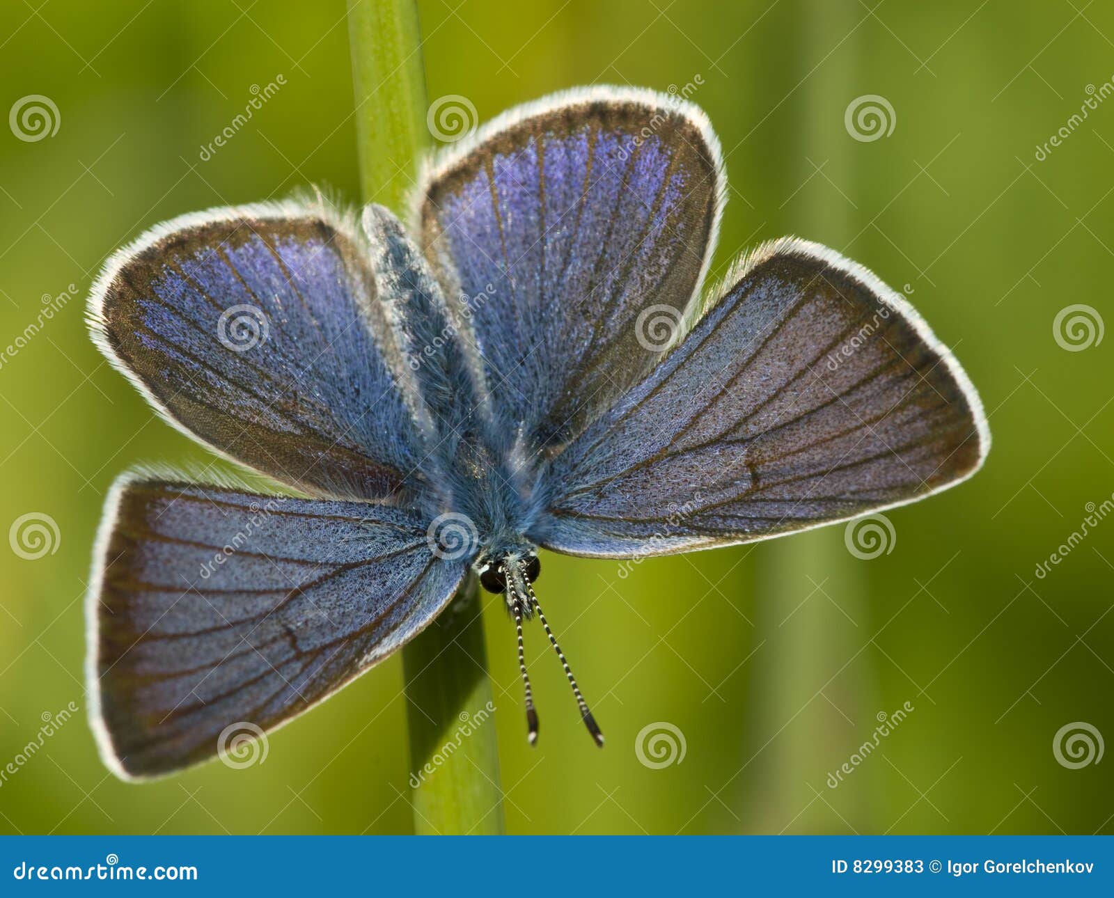 Blauwe vlinder in het groene gras