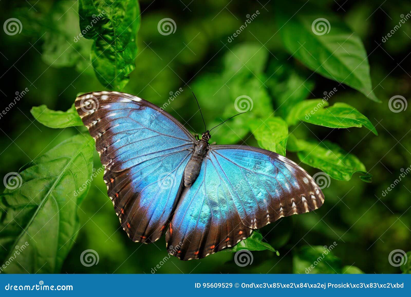 Ongekend Blauwe Vlinder Grote Morpho Die, Morpho Peleides, Op Groene RS-43