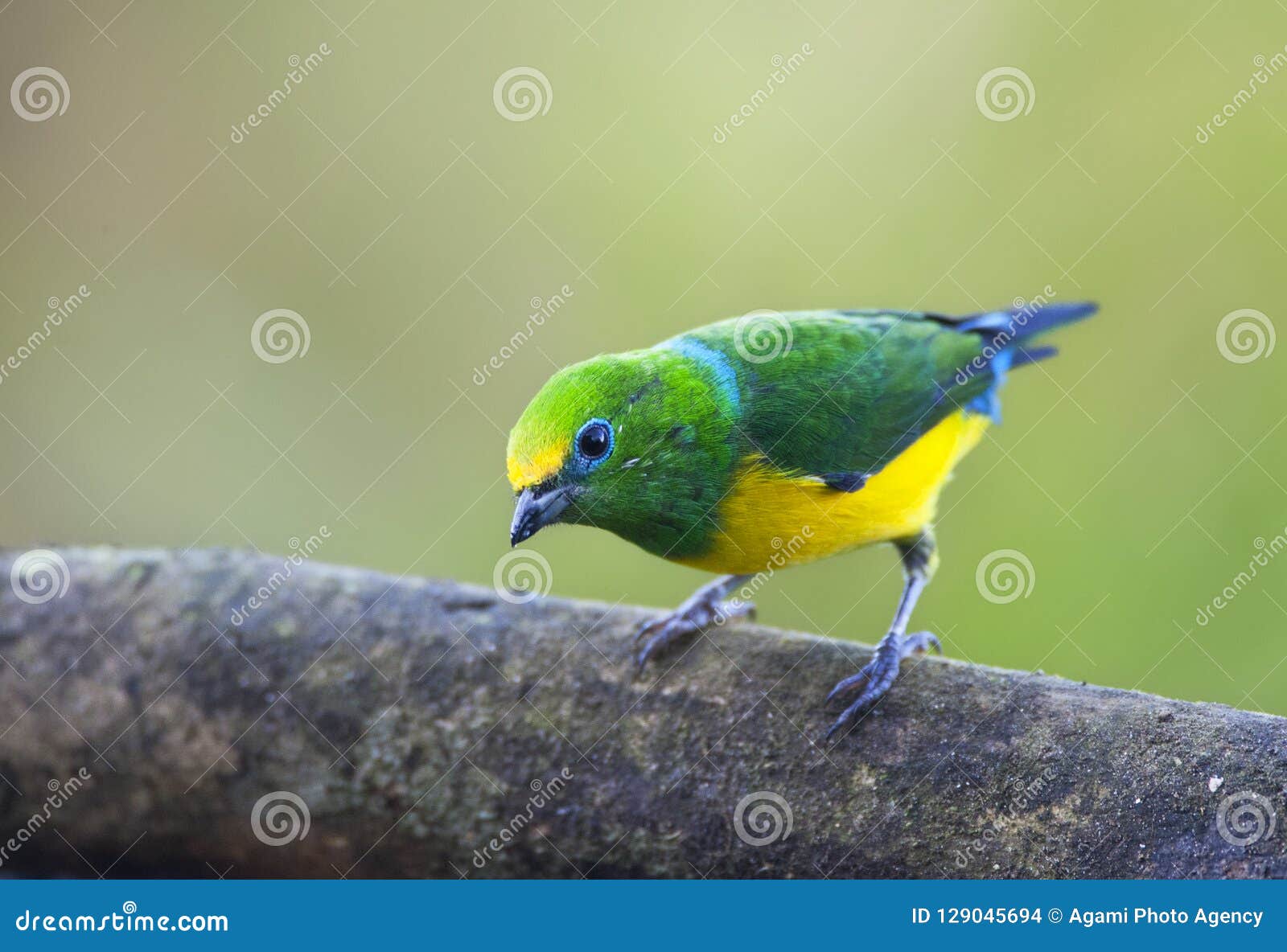 blauwnekorganist, blue-naped chlorophonia, chlorophonia cyanea