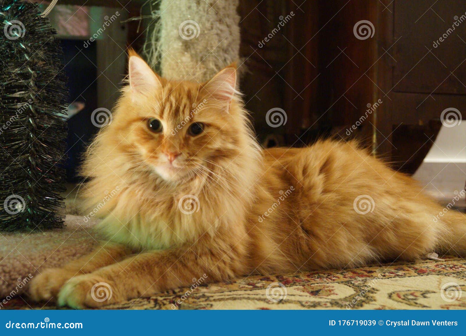 Blaze stock image. Image of cats, coon, feline, haired - 176719039