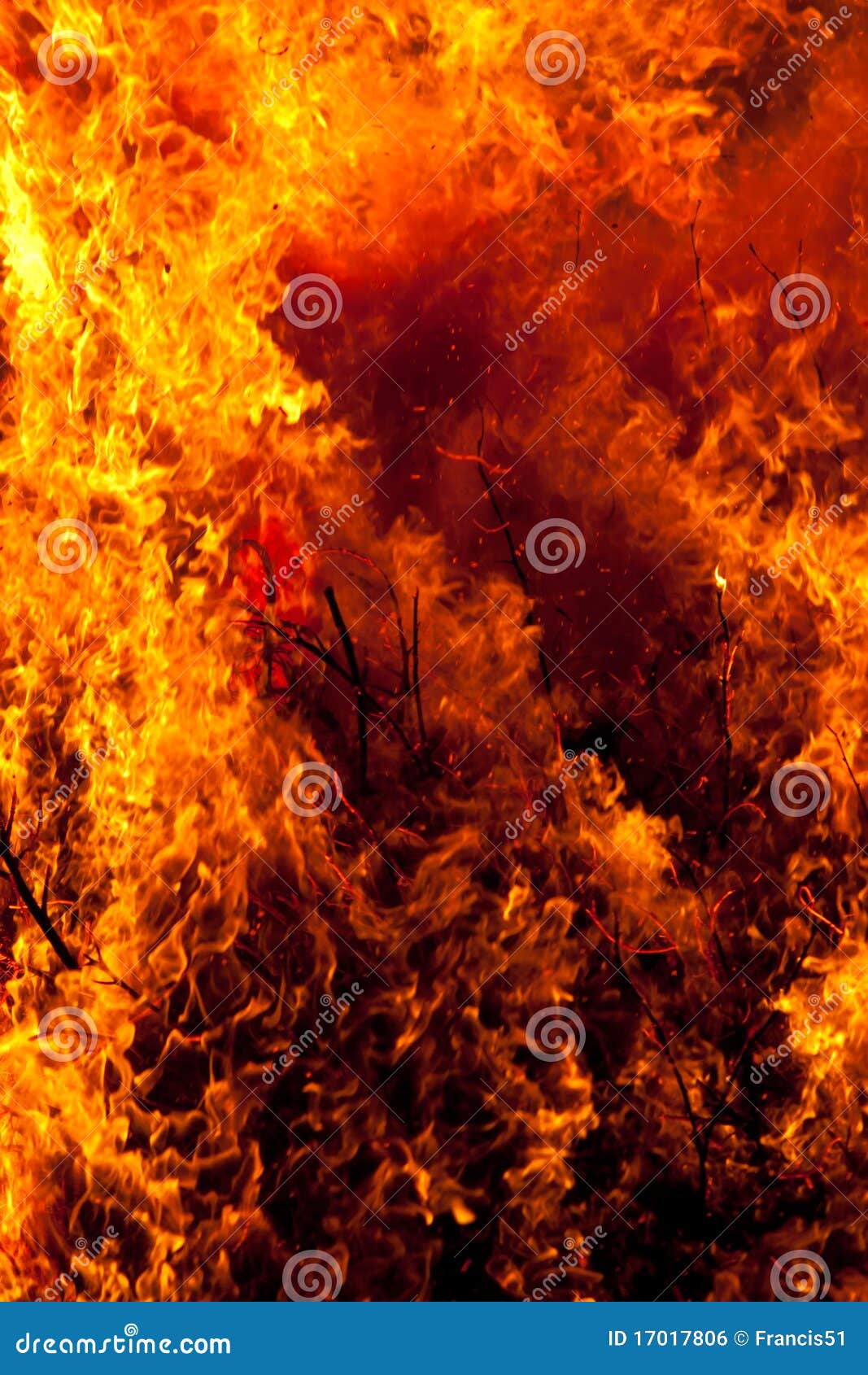blazing forest fire