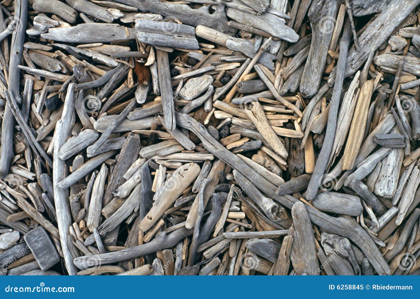 Bleached Driftwood on Beach Stock Image Image of shore, brown 6258845