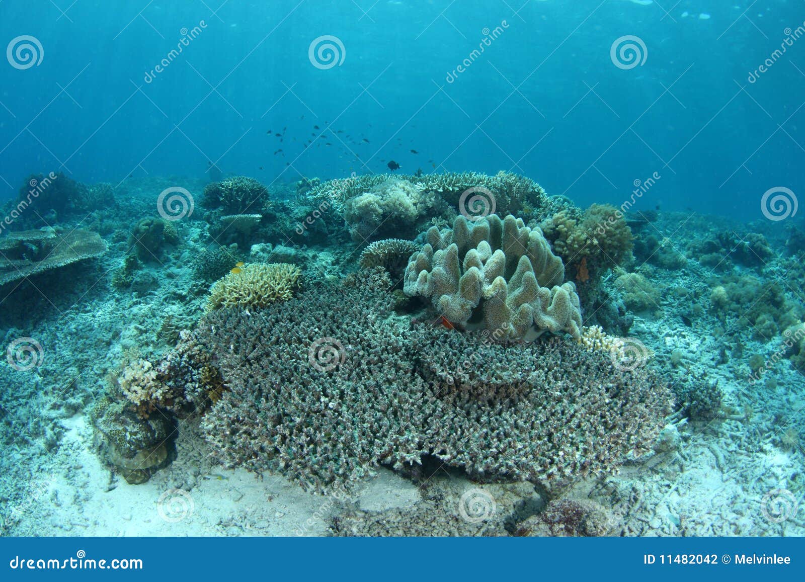 bleaching coral