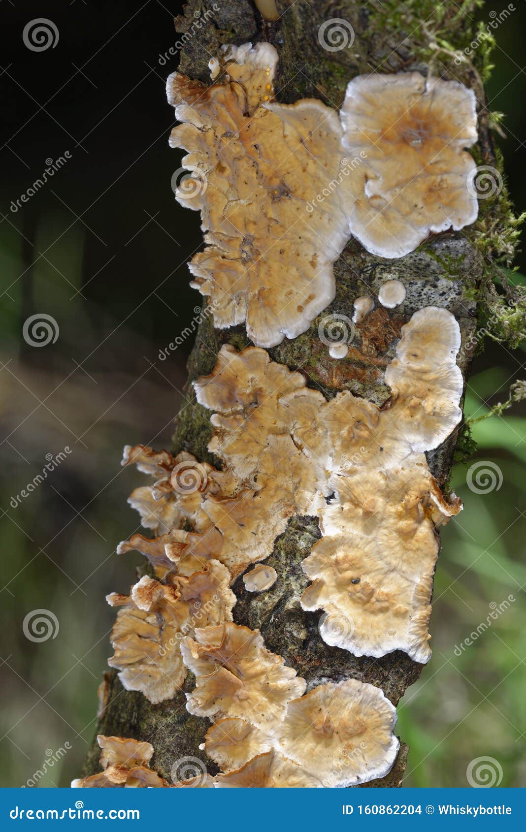bleeding broadleaf crust