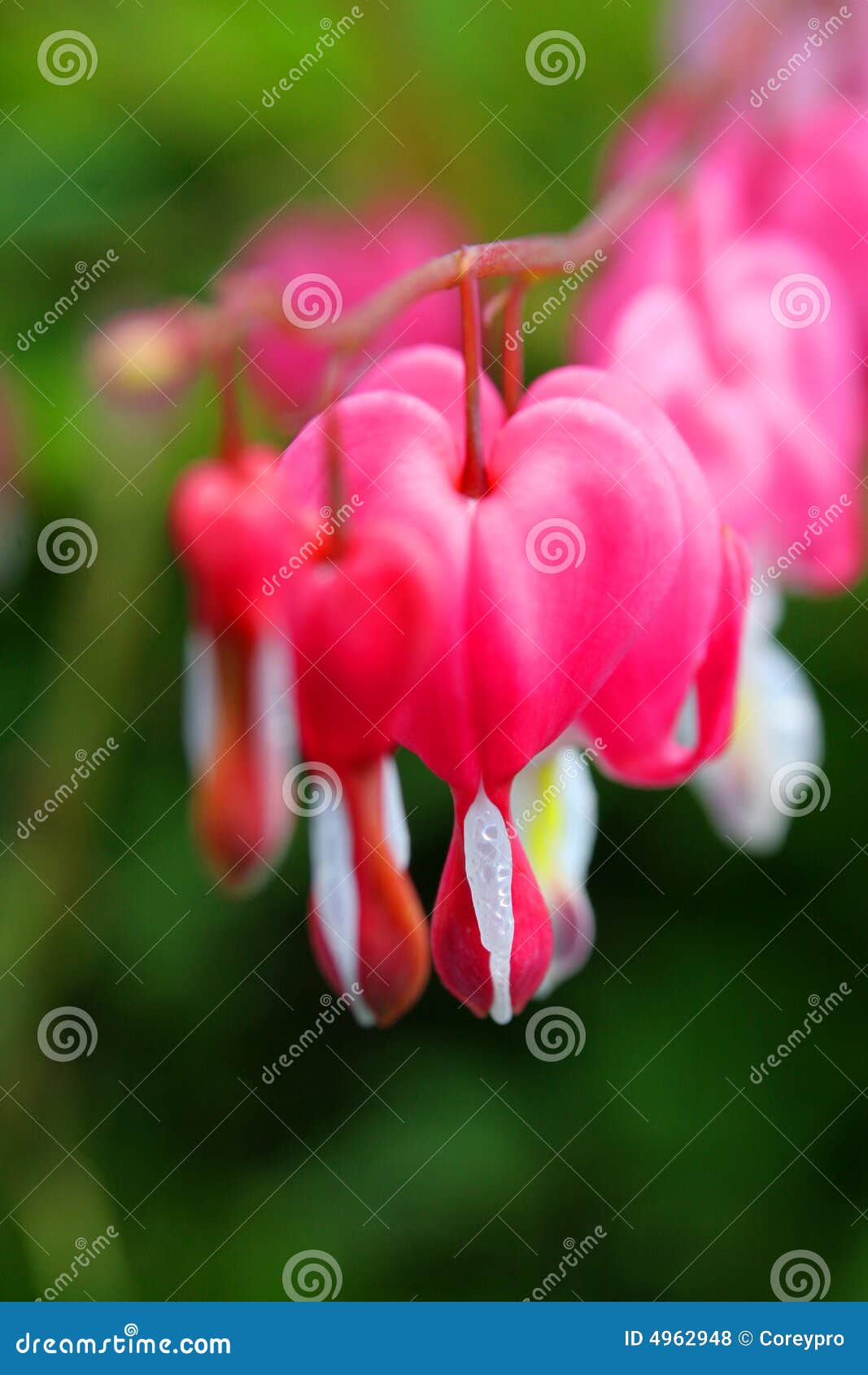 bleeding heart