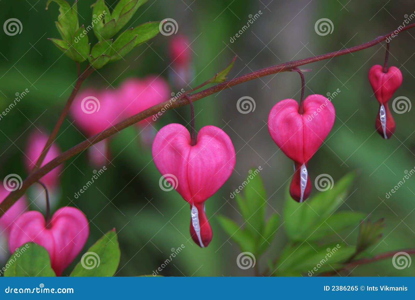 bleeding heart flower