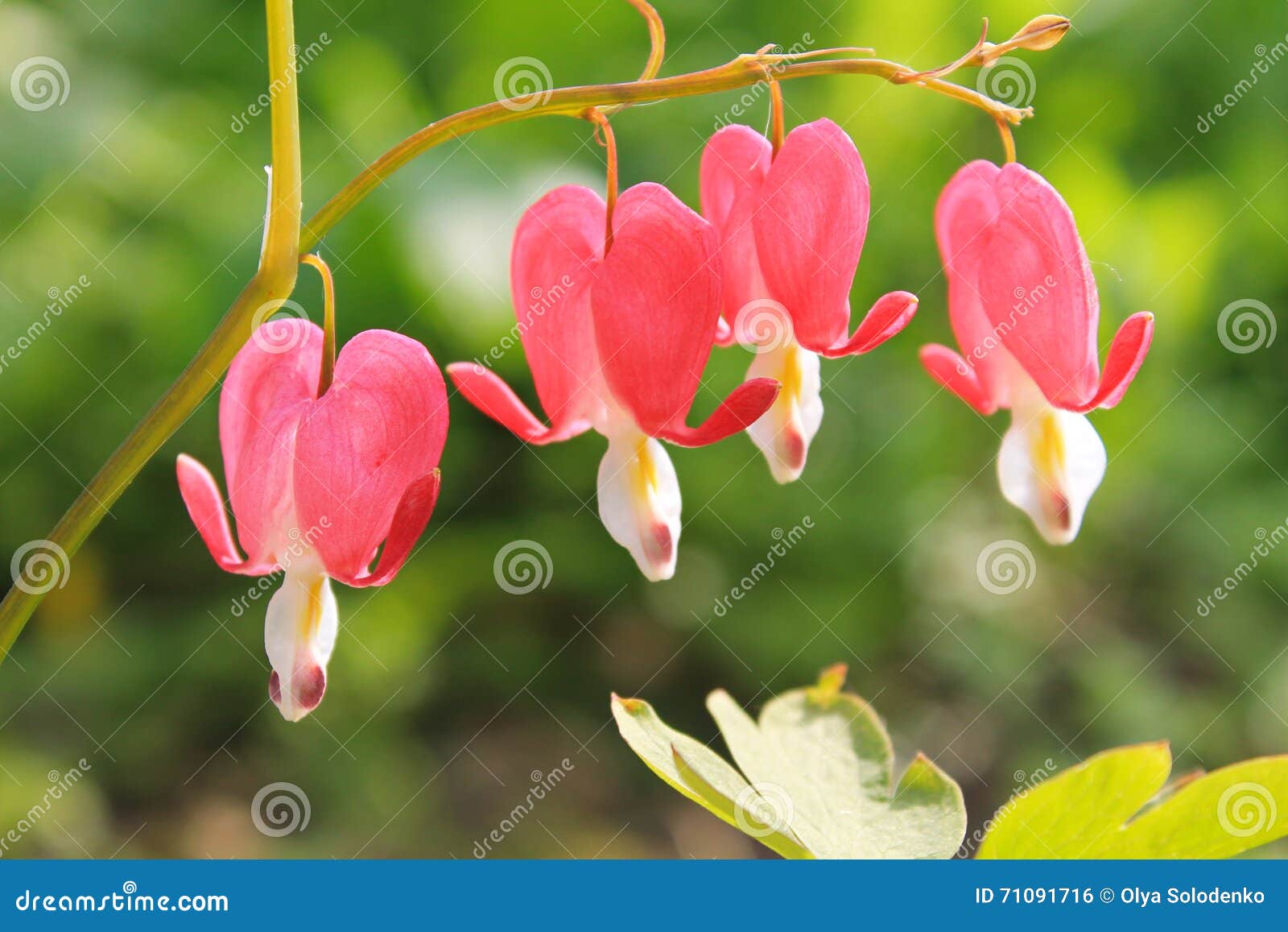 3dRose lsp_49864_1 Pink Bleeding Heart Flowers Floral Photography Single Toggle Switch