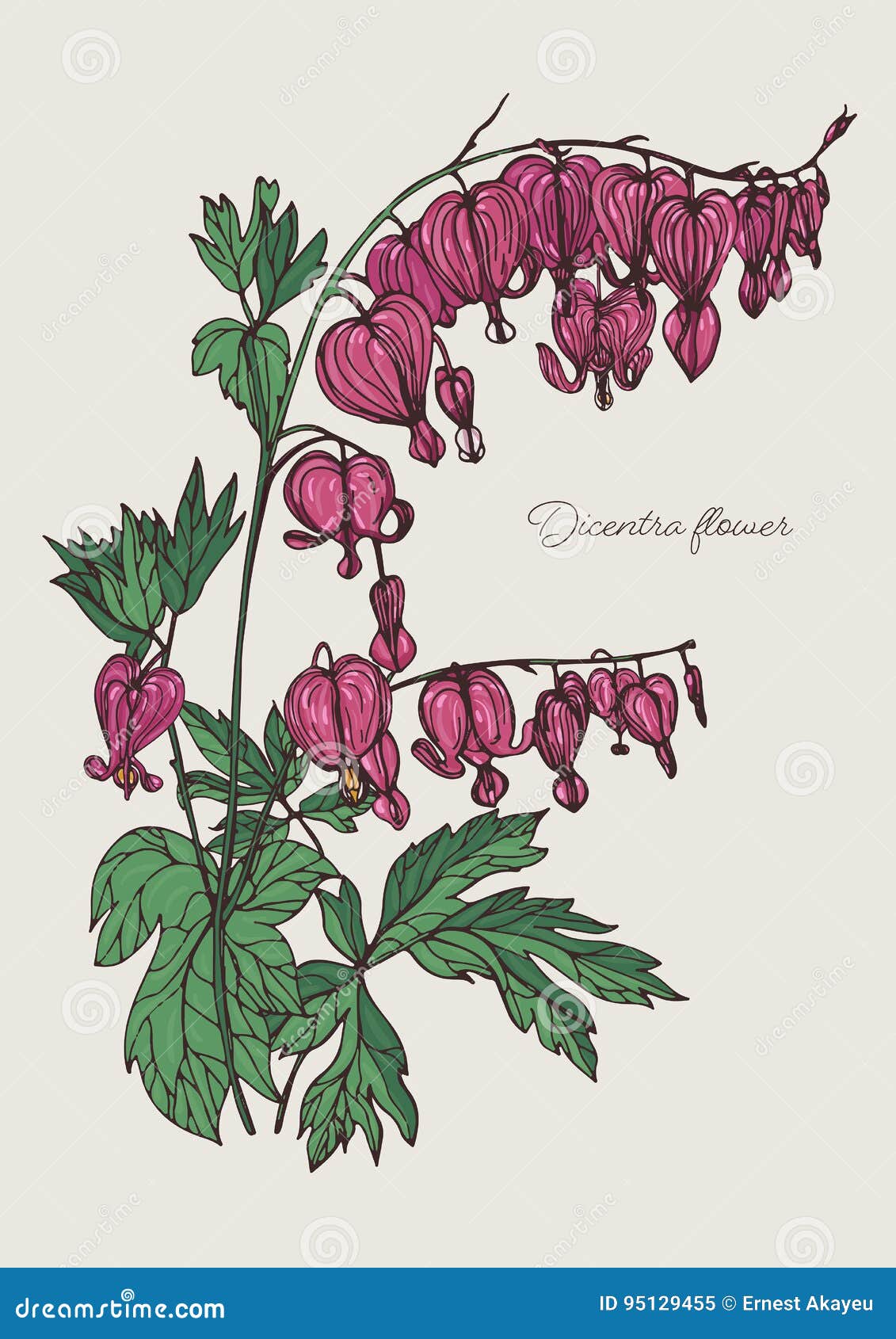 Download Bleeding Heart Flower Stock Illustrations 166 Bleeding Heart Flower Stock Illustrations Vectors Clipart Dreamstime
