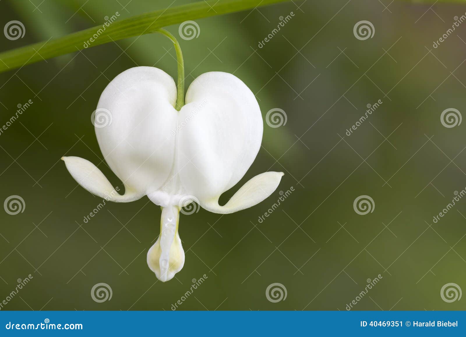 bleeding heart flower