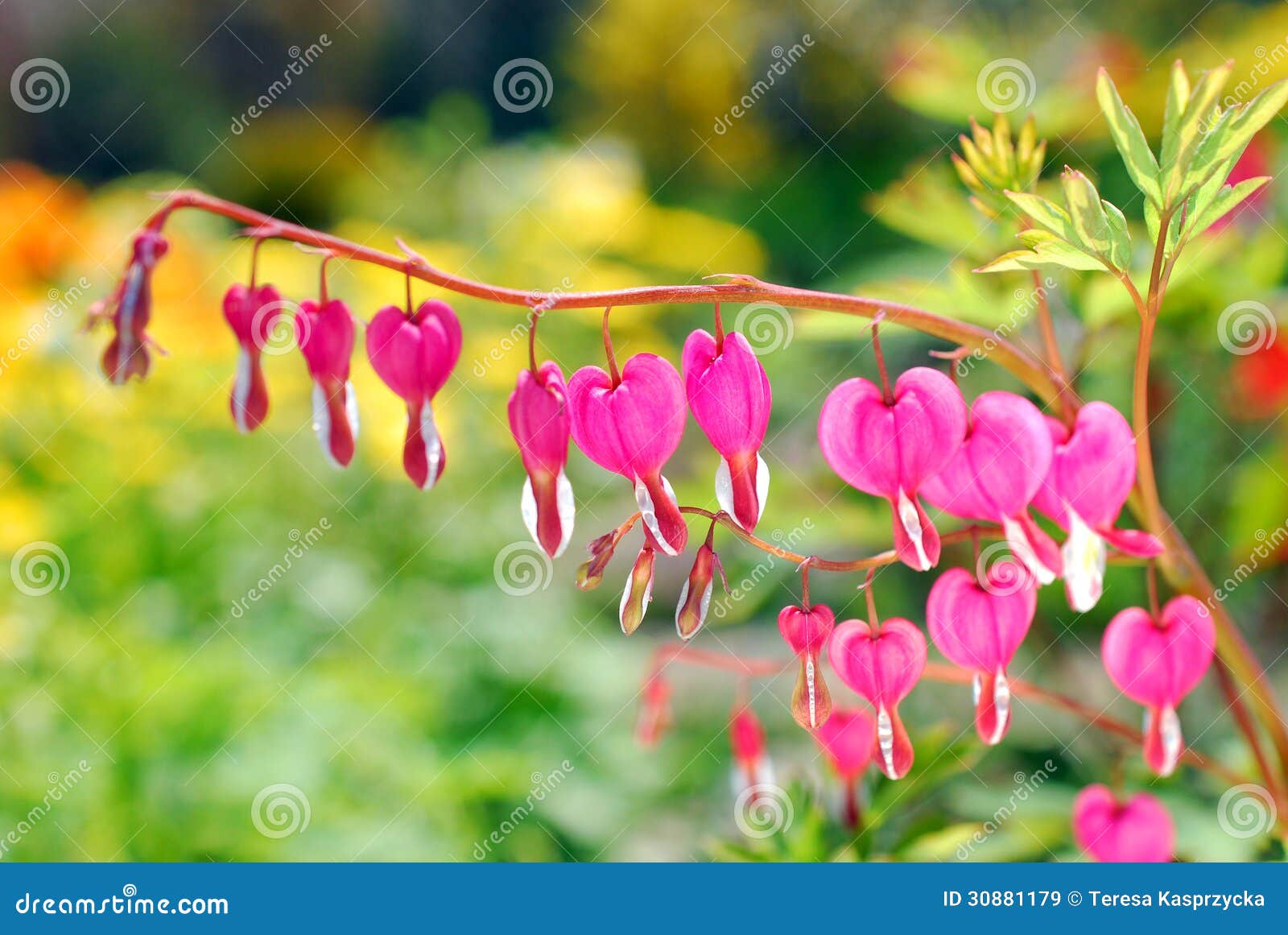 bleeding heart flowers ( dicentra spectabilis)