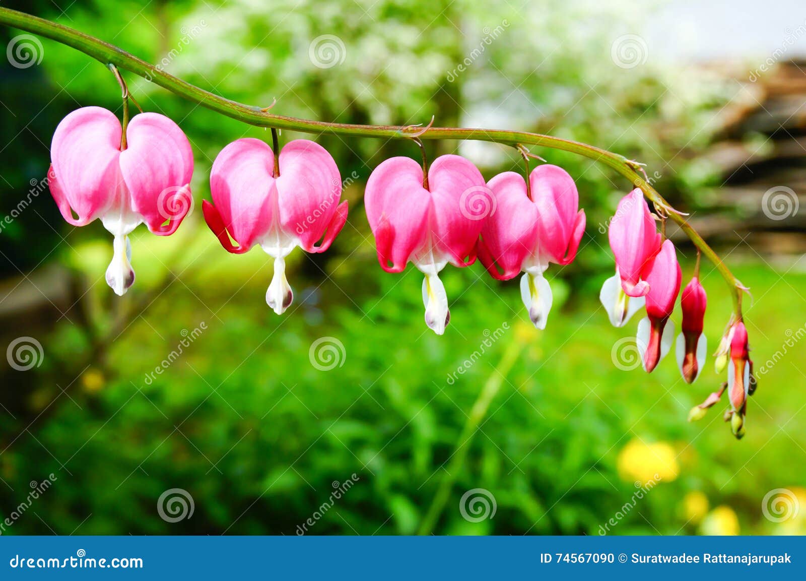 Bleeding Heart Flower Bouquet