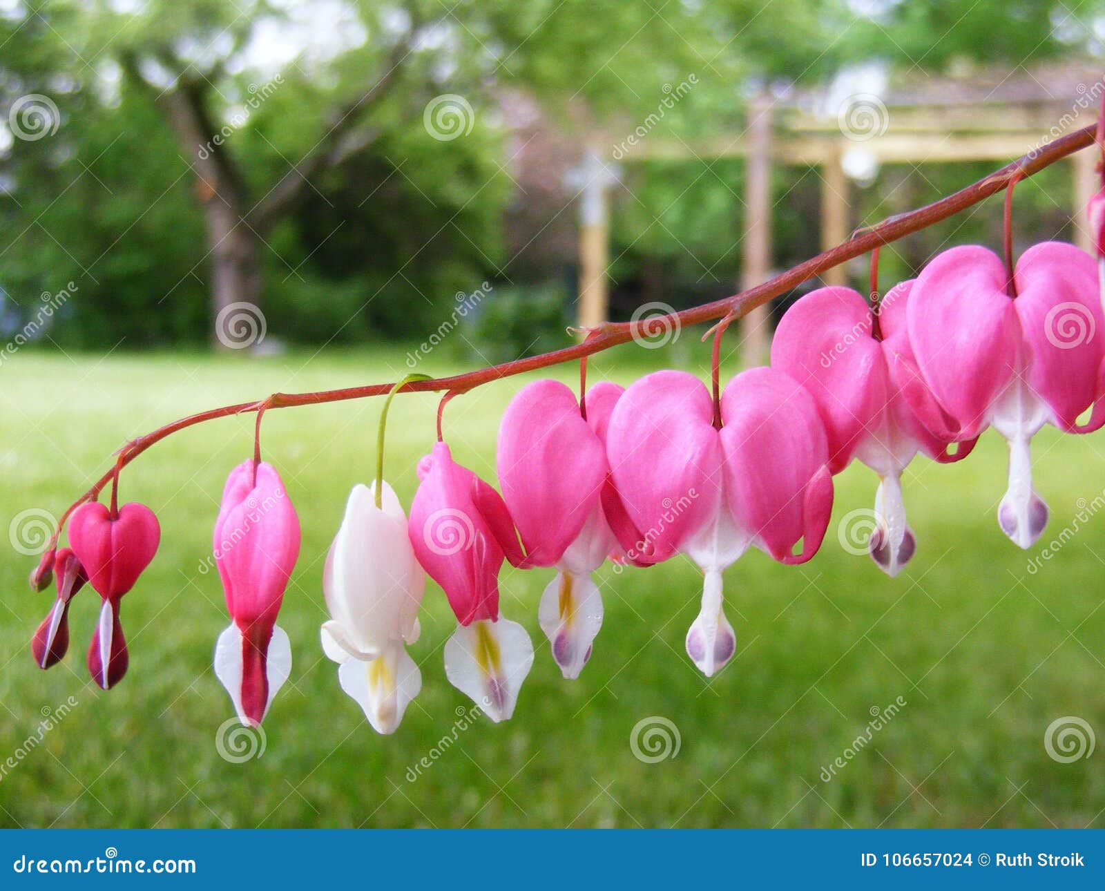 Bleeding Heart Flowers Hanging From Stem Stock Photo Image Of Pink Nature 106657024