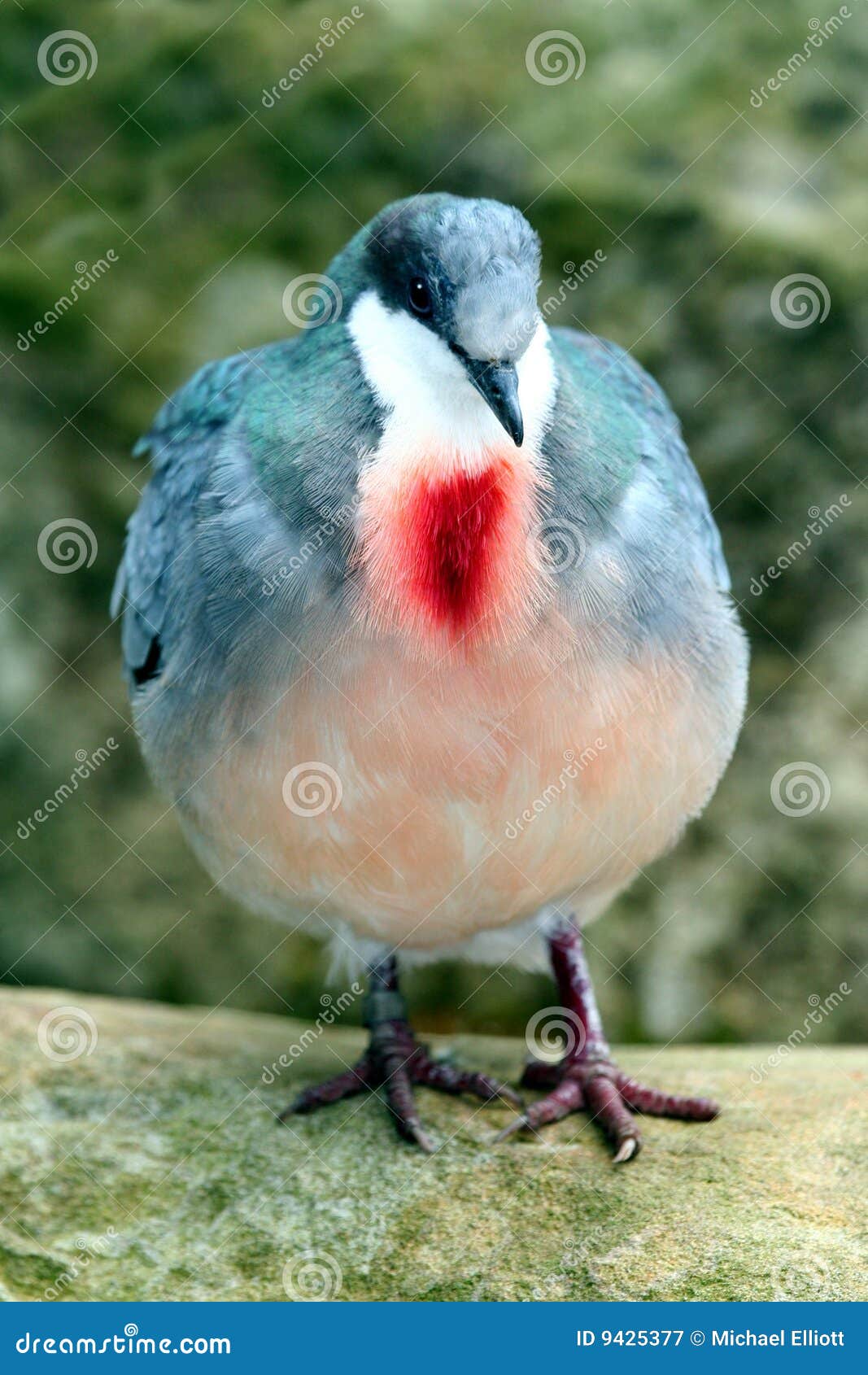 Bleeding Heart Pigeon Royalty Free Stock Photography Image 9425377