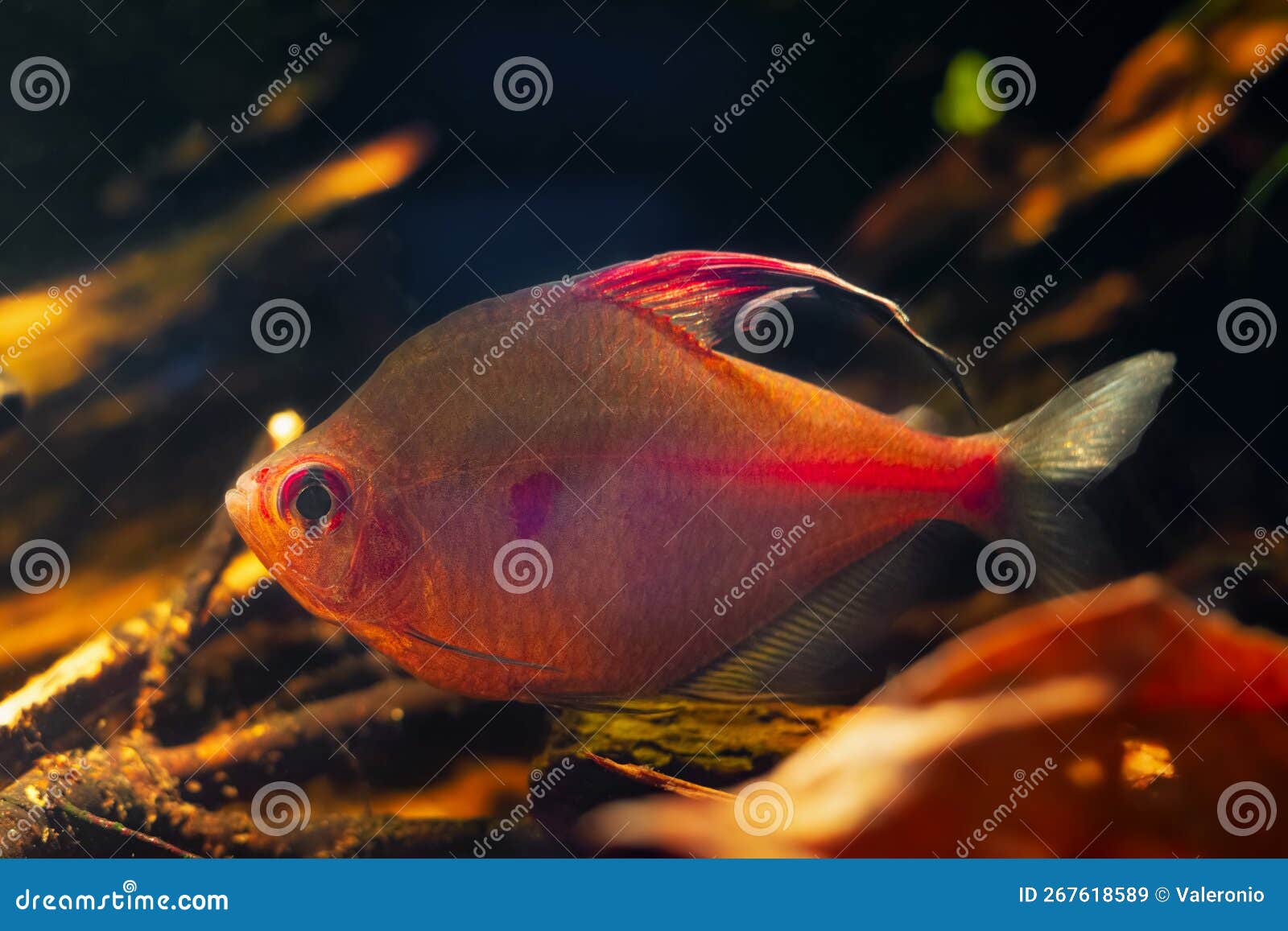 bleeding heart tetra dominant male show neon glowing colors, shine in tea color acid water low light, aggressive rio negro endemic