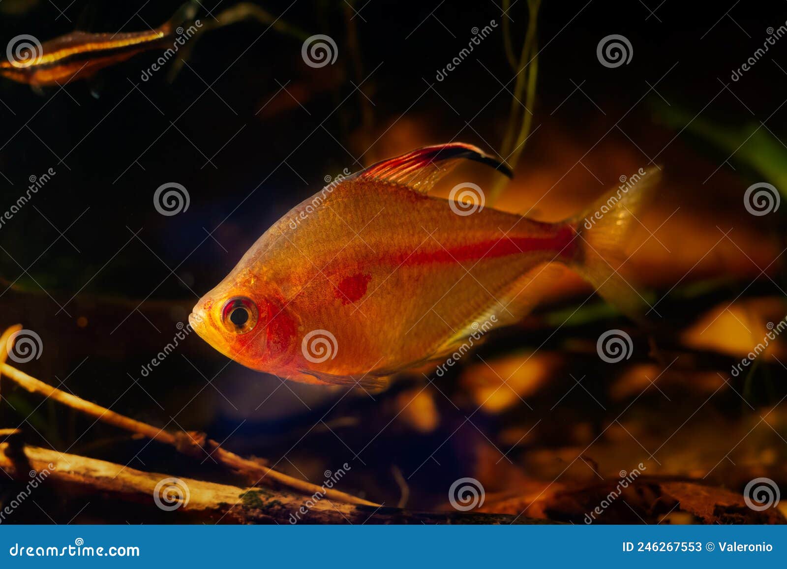 bleeding heart tetra, neon glowing red color shine in low backlight, relaxed and aggressive rio negro endemic characin