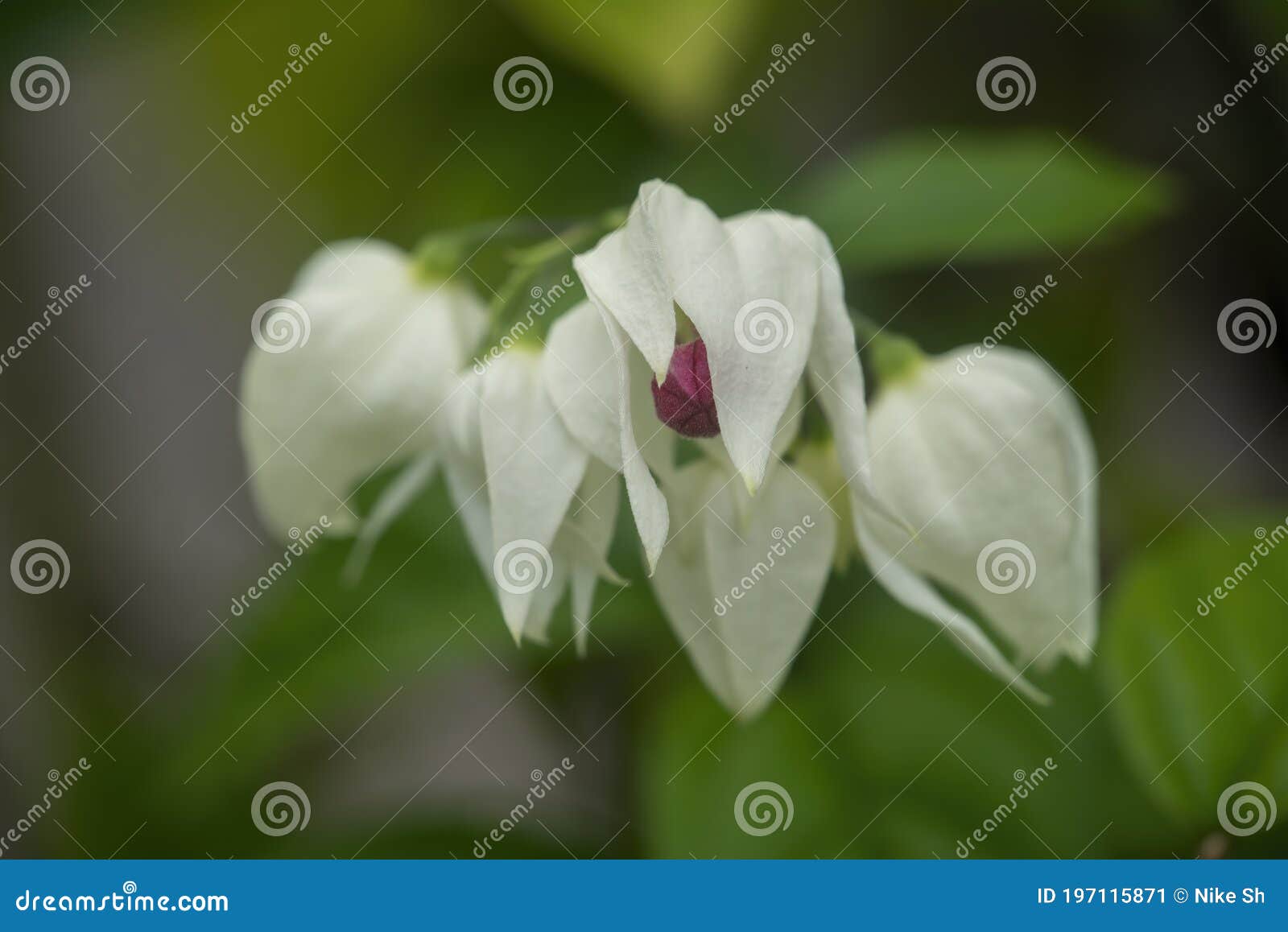 bleeding heart vine flowers