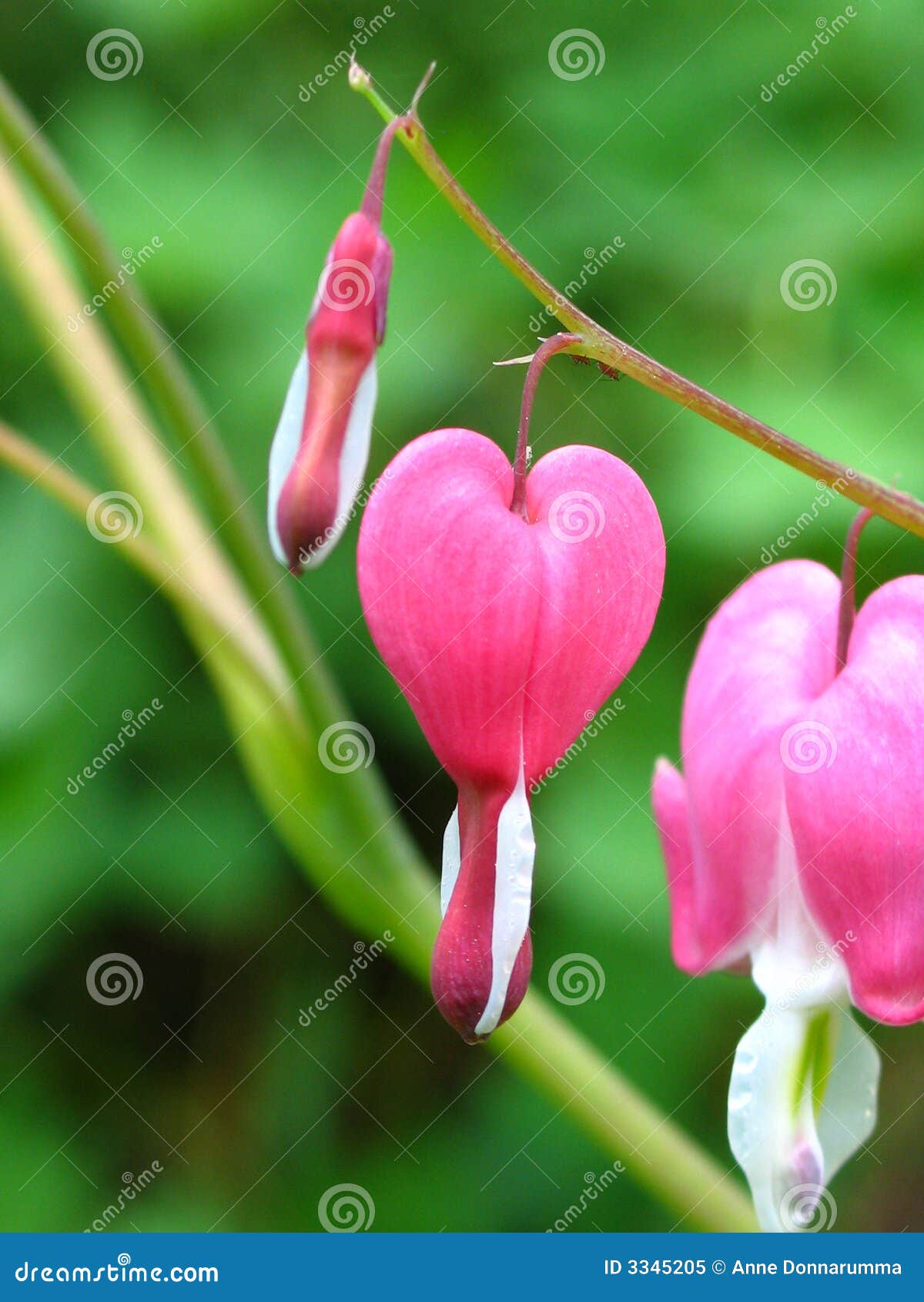 bleeding hearts