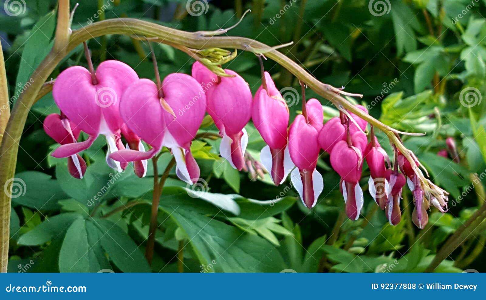 Bleeding Hearts in Spring Bloom Stock Photo Image of flower, bleeding