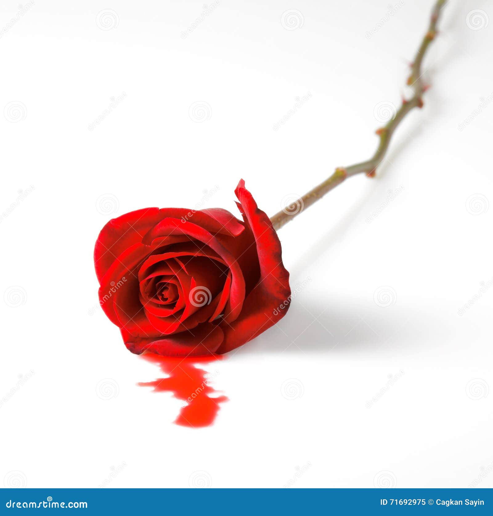 Bleeding red rose stock image. Image of death, lover 71692975
