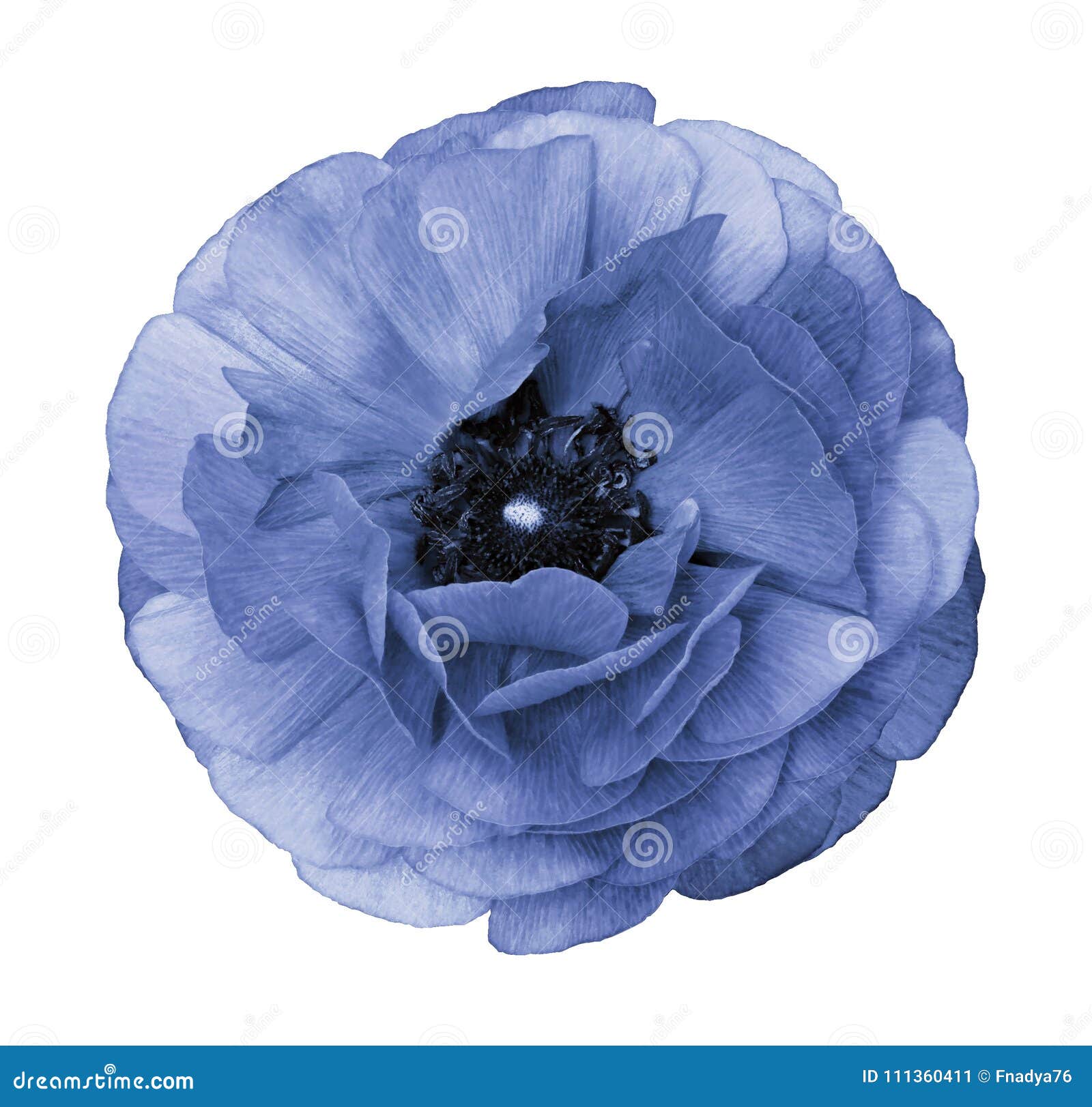 Bleu De Ranunculus Renoncule Bleu-clair De Fleur Sur Le Fond Blanc  D'isolement Avec Le Chemin De Coupure Sans Ombres Plan Rapproc Image stock  - Image du tête, couleur: 111360411