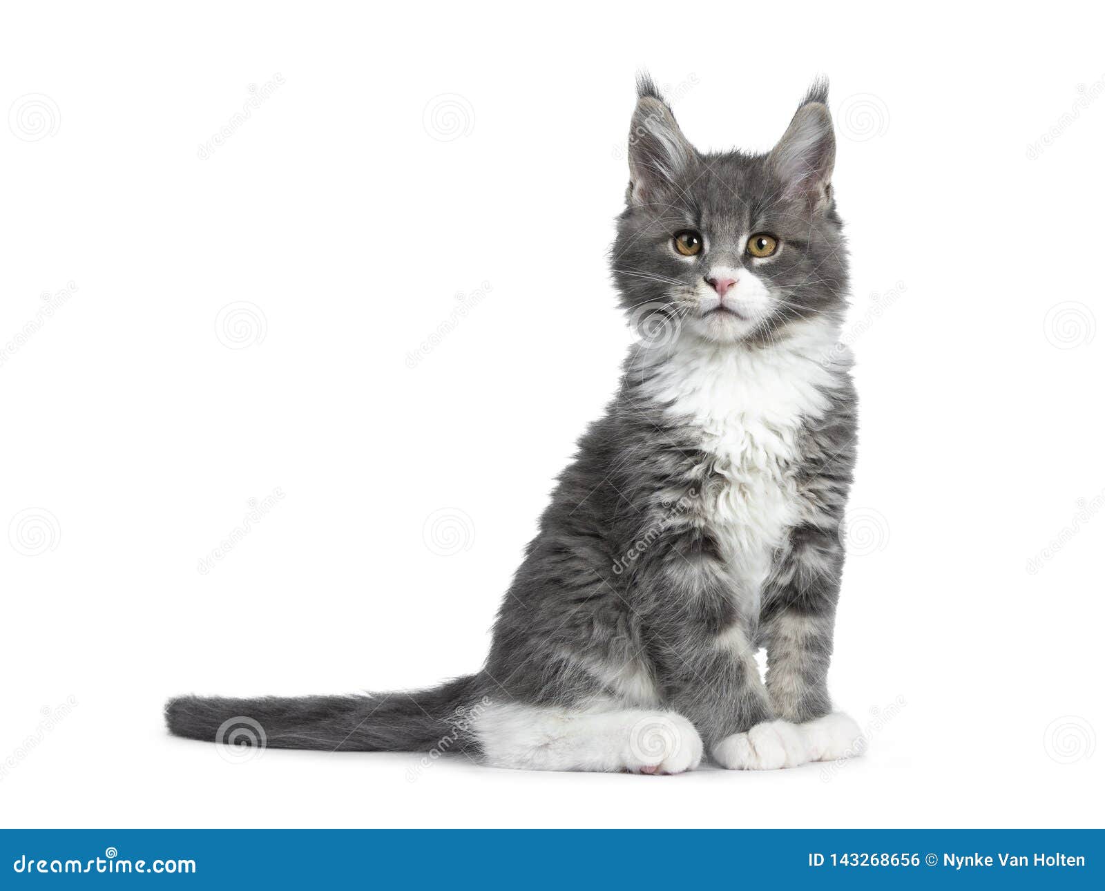 Bleu Mignon De Charme Avec Le Chaton Blanc De Chat De Maine Coon Sur Le Blanc Photo Stock Image Du Charme Maine Bleu Mignon De Charme Avec Le Chaton Blanc De Chat De Maine Coon Sur Le Blanc Photo Stock Image Du Charme Maine