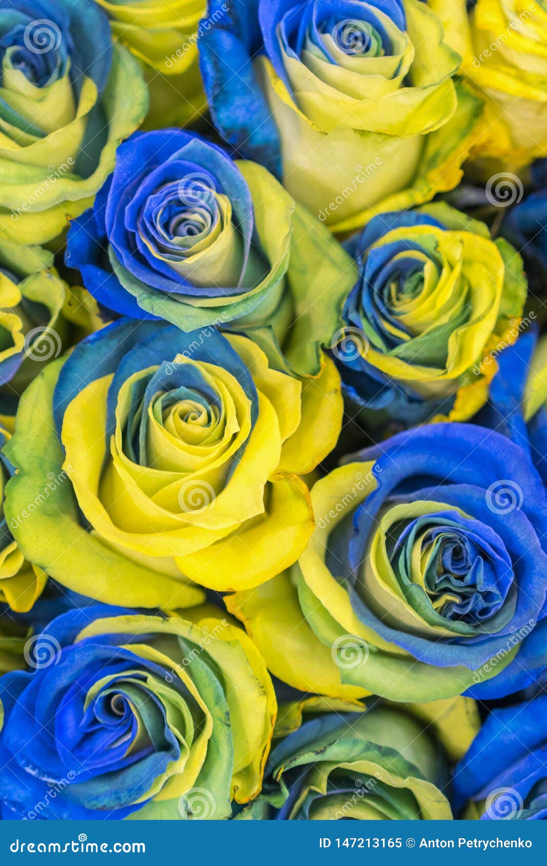 Bleu Ukrainien De Concept Et Vue Sup?rieure De Roses Jaunes Roses Jaunes Et  Bleues De Fantaisie Fleurs Fantastiques Bleu Et Jaune Image stock - Image  du fleurs, couleur: 147213165