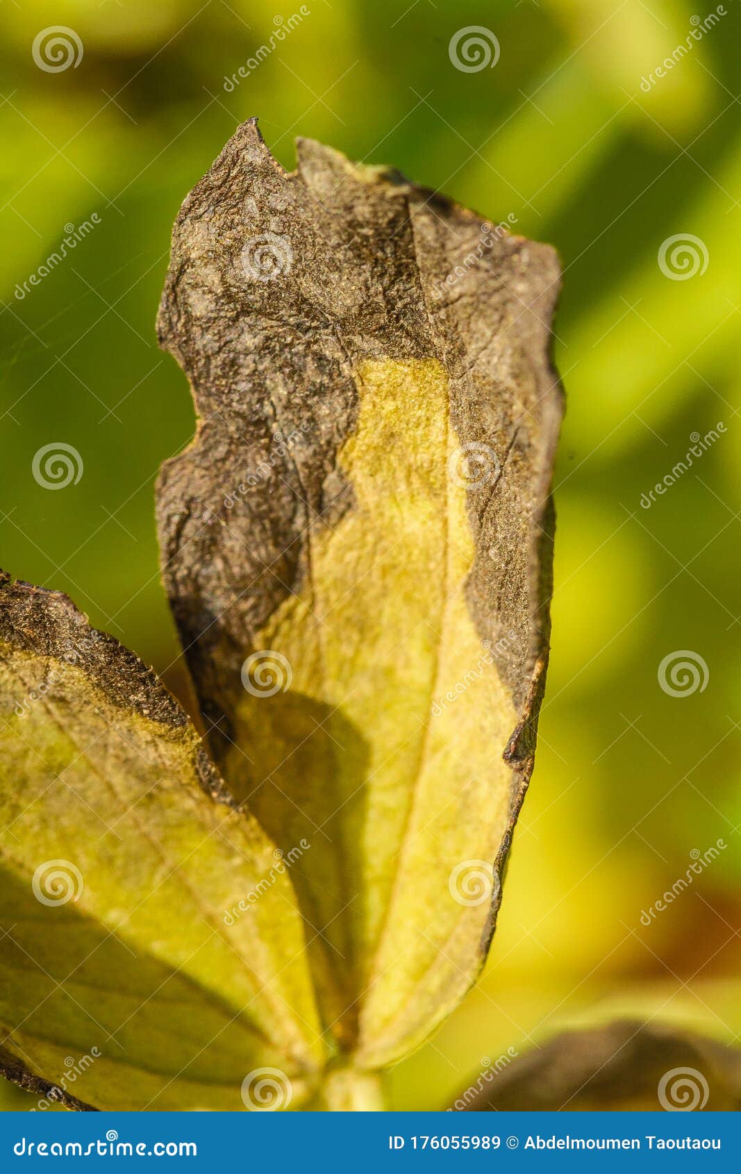 Blight on bean stock image. Image of erysiphe, cereals 176055989