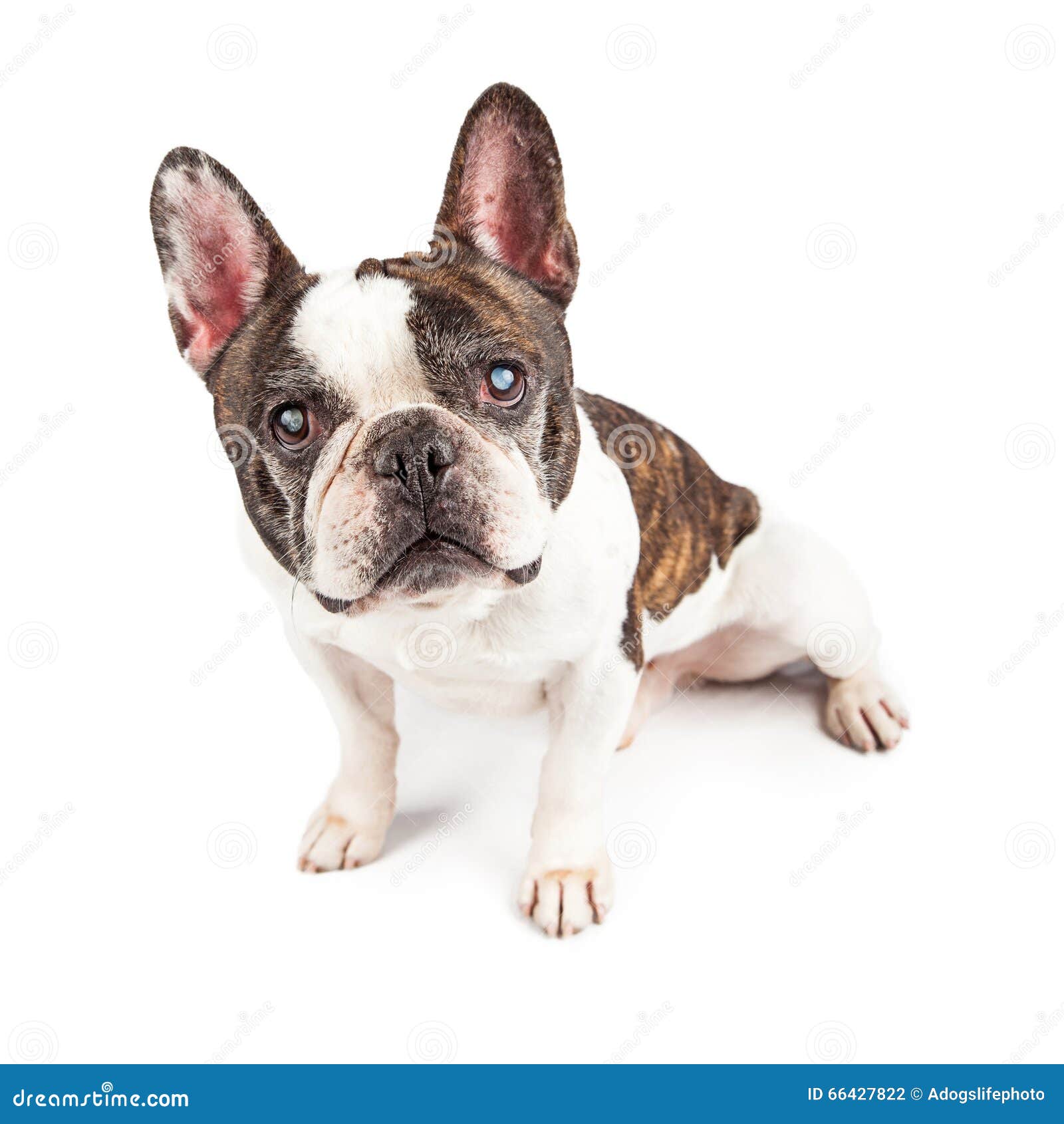 Blind Little Dog Isolated on White Stock Photo - Image of shot, cutout ...