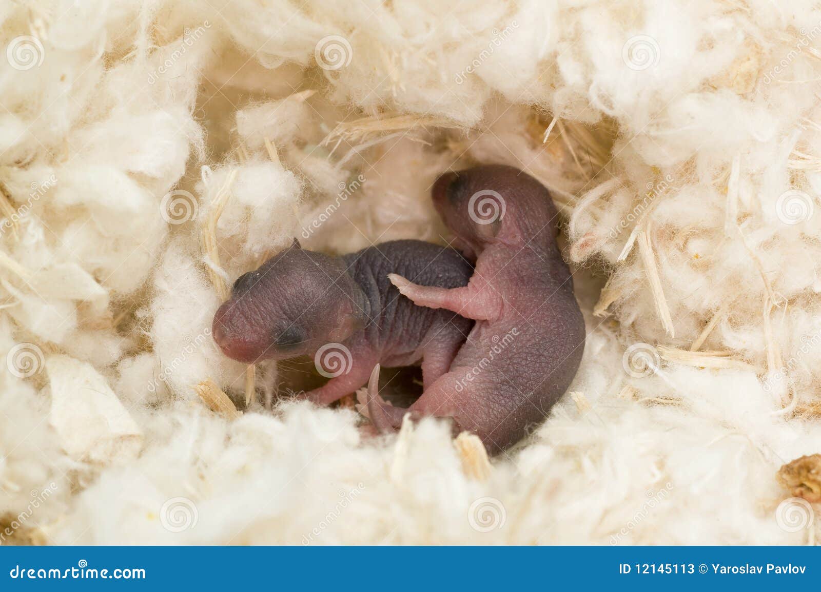 Blind mouse stock image. Image of puppy, nast, hairless 12145113