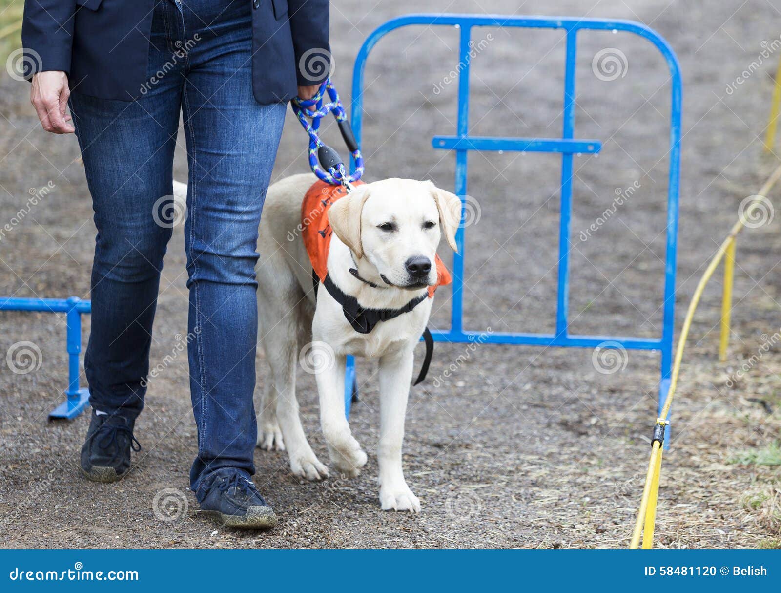 why do they only use labradors as guide dogs