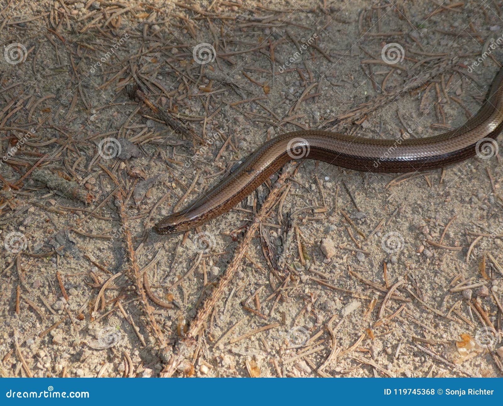 Blind Worm In The Forest Floor Sand Stock Photo Image Of Floor