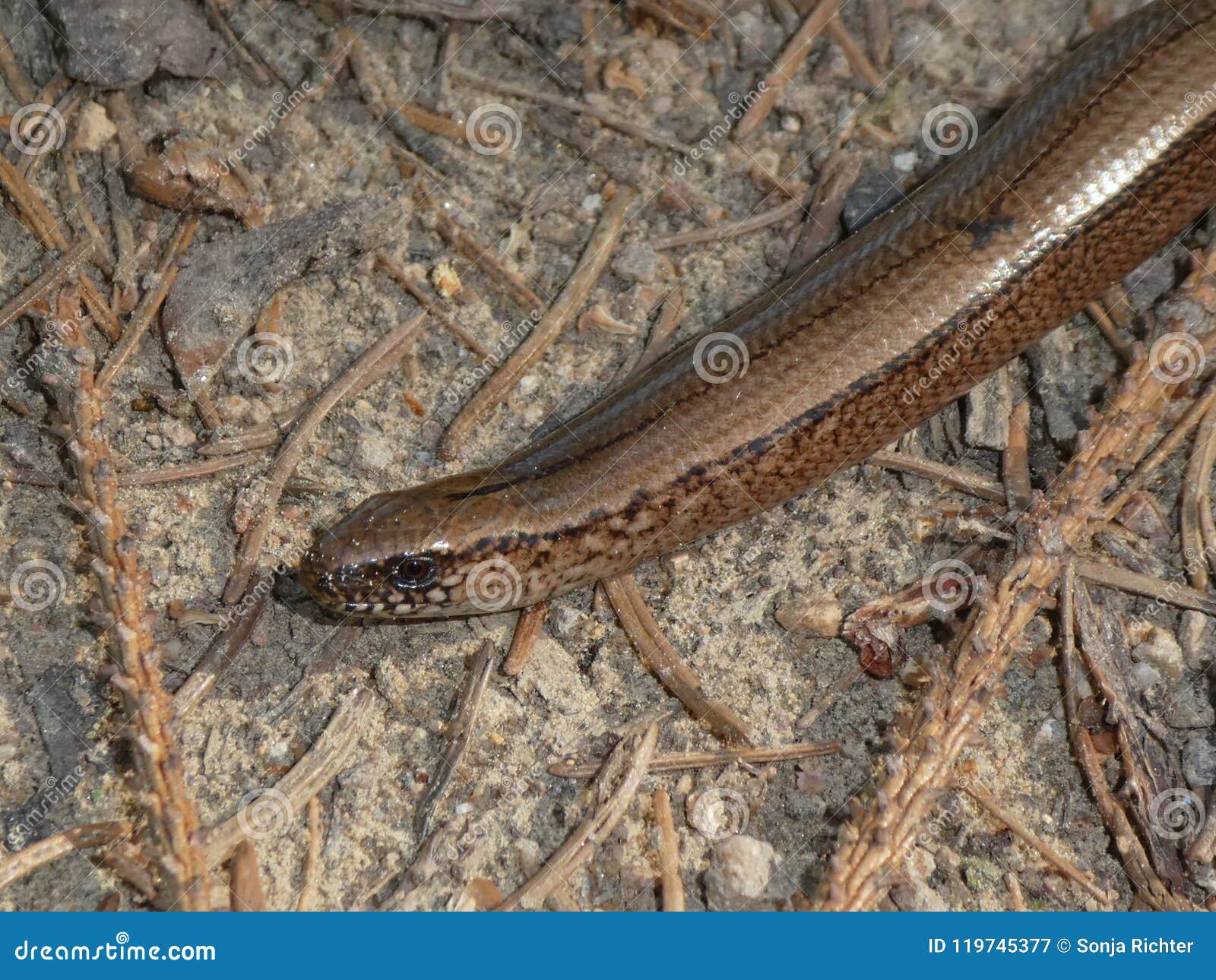 Blind Worm In The Forest Floor Sand Stock Image Image Of Reptile