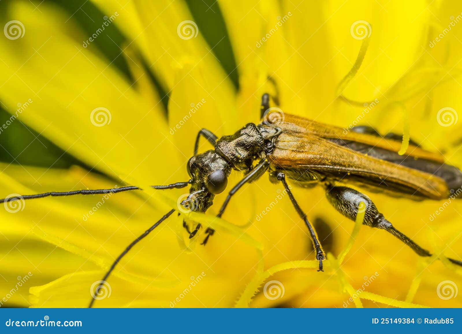 Two Poisonous Blister Beetles Sitting On A Yellow Flower Stock Image