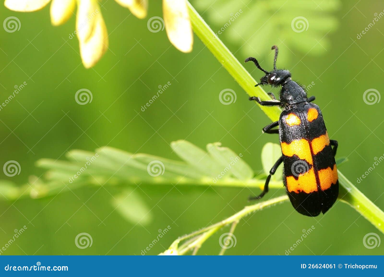 Blister beetle stock image. Image of blister, beetle 26624061