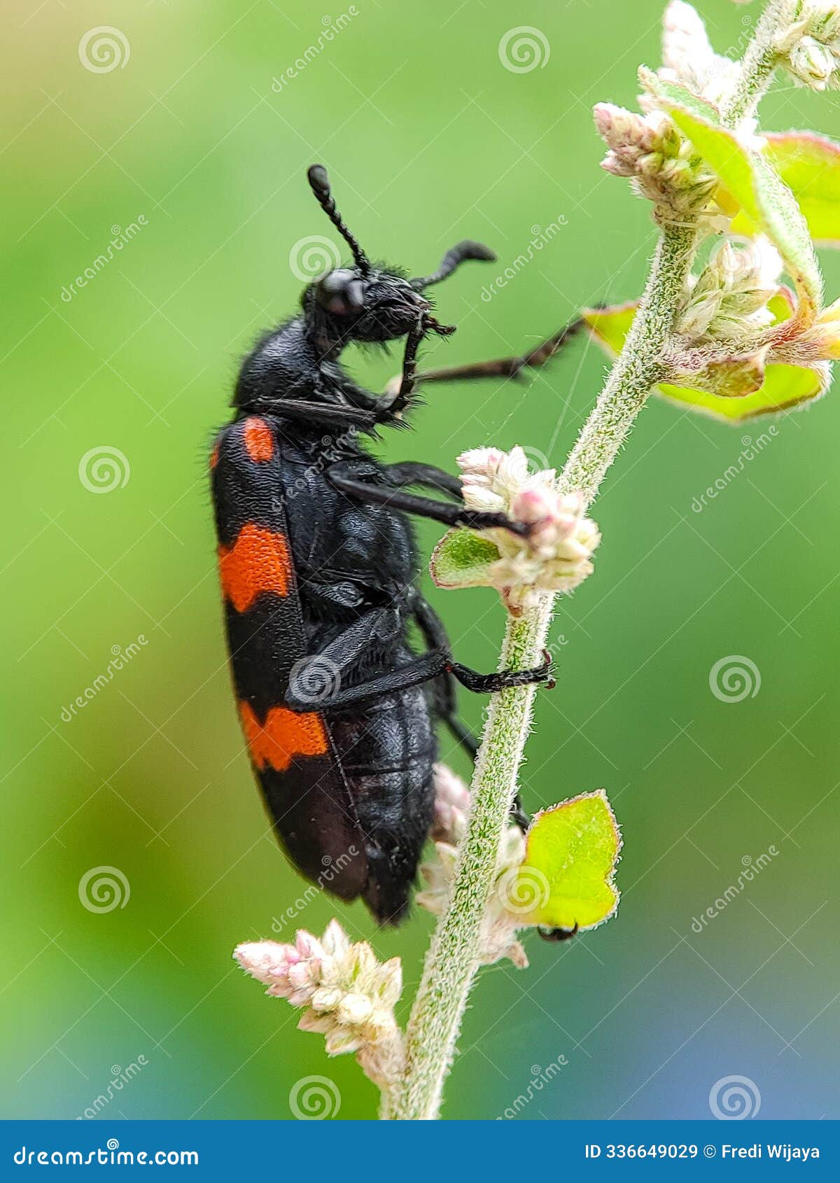 blister beetles are hypermetamorphic