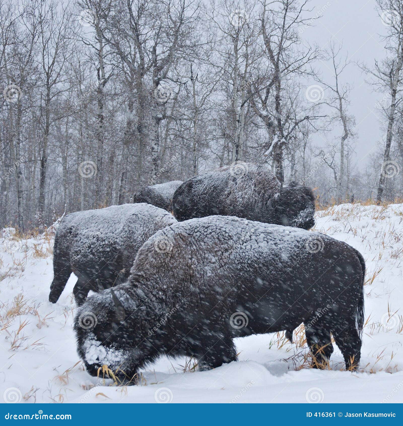 blizzard bison