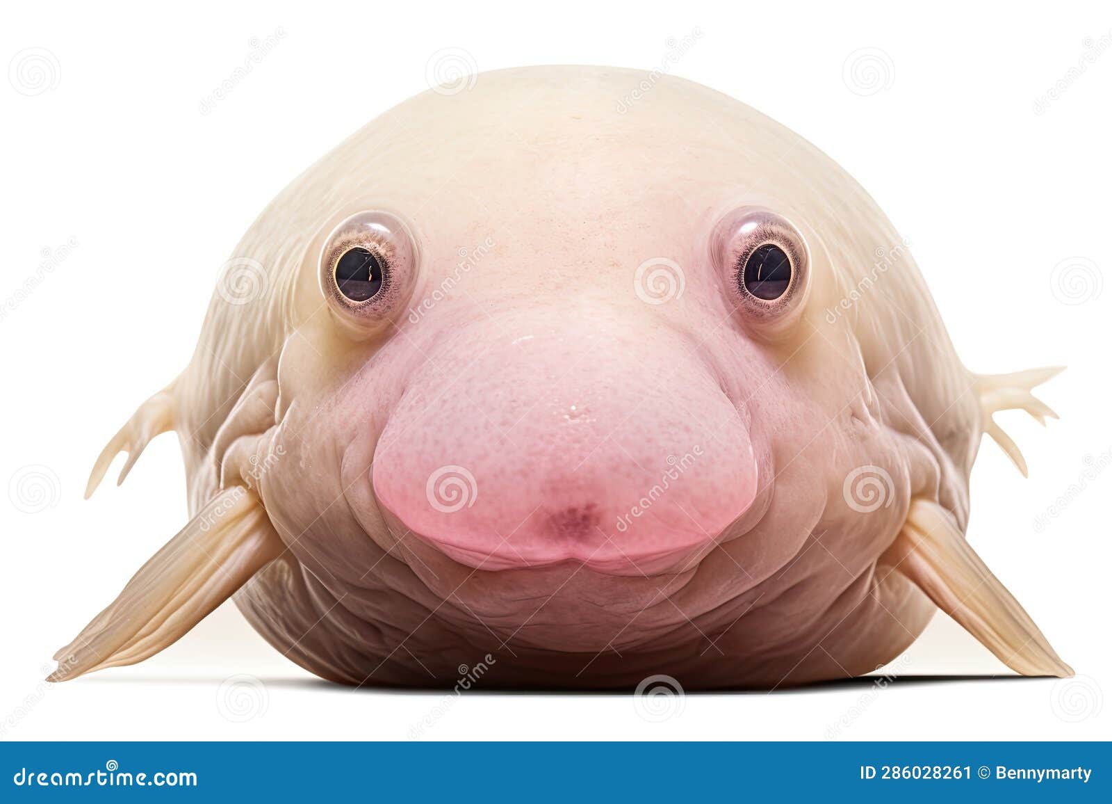 Blobfish Stock Illustrations – 43 Blobfish Stock Illustrations, Vectors &  Clipart - Dreamstime