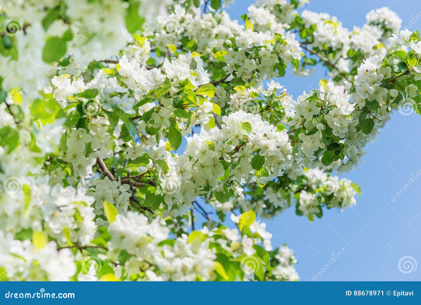 Bloeiende appelbomen. De boomtakken van de Lushly bloeiende die appel met witte bloemen tegen een blauwe hemelachtergrond worden behandeld