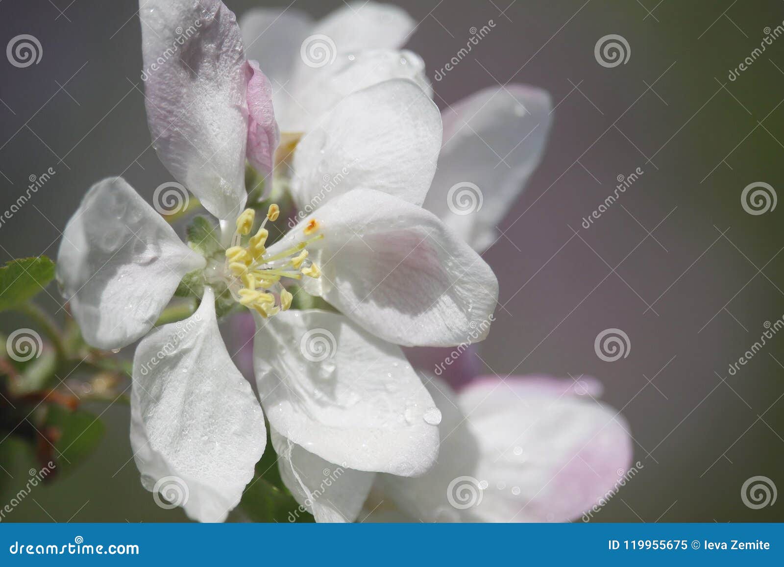 Bloeiende appelboom. De bloeiende tak van de appelboom op een blauwe hemelachtergrond