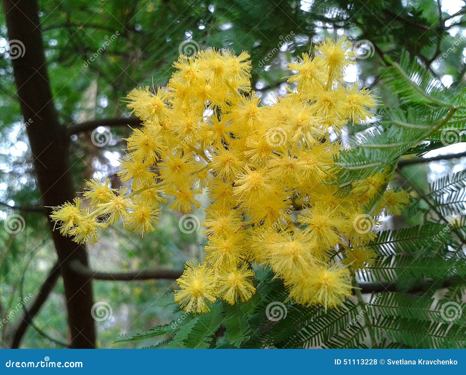 Bloeiende Mimosaboom, Acaciadealbata Stock Foto Image of nave, helder
