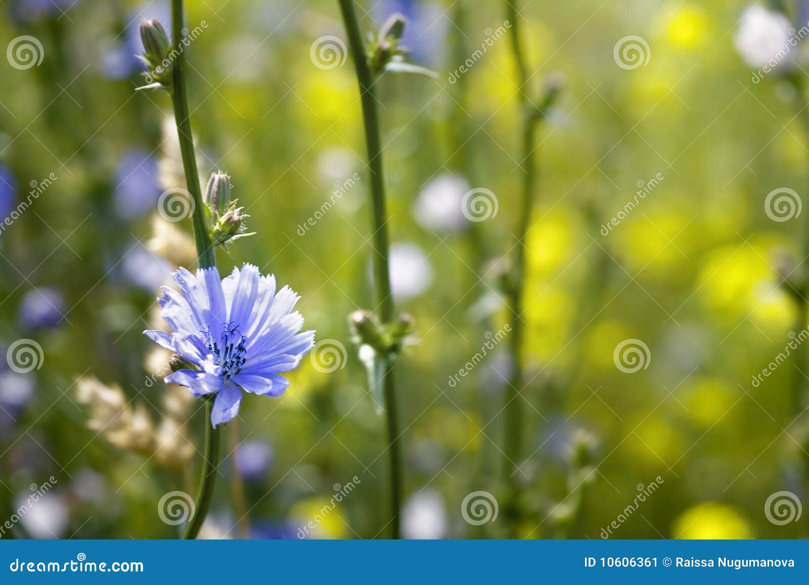 Bloem op de weide. Openlucht