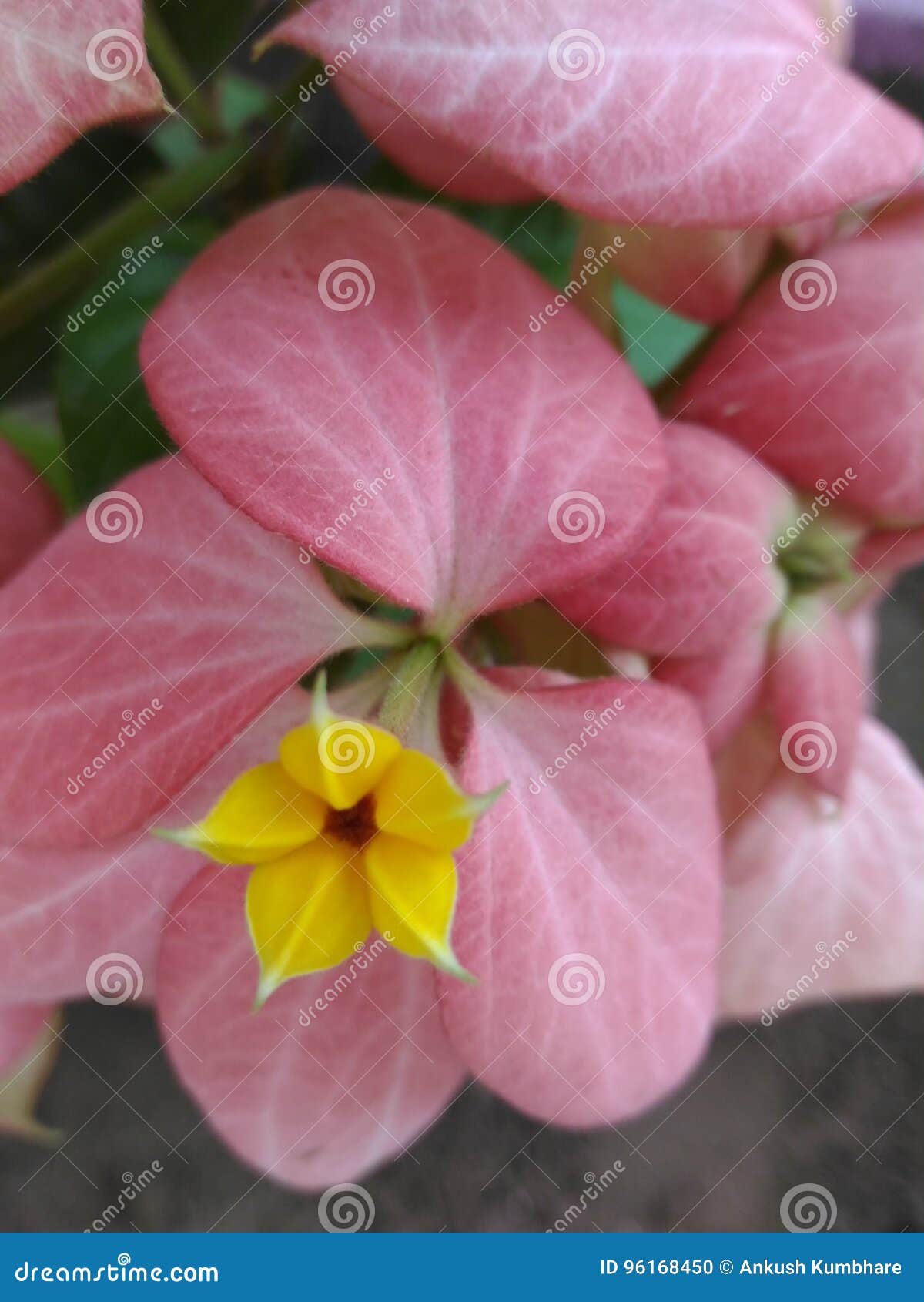 Gele & Roze Bloemen in de Zelfde Installatie die in Tuin bloeien